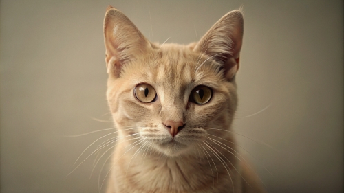 Fawn color cat , Face Close Up 27feb24 (1)