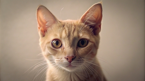 Fawn color cat , Face Close Up 27feb24 (10)