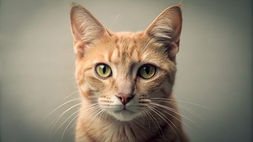 Fawn color cat , Face Close Up 27feb24 (7)