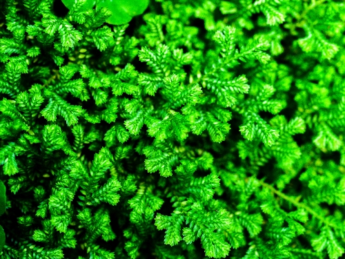 fern leaves background