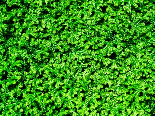 fern leaves background