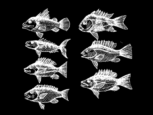 fish in  Illustration