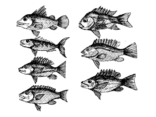 fish in  Illustration