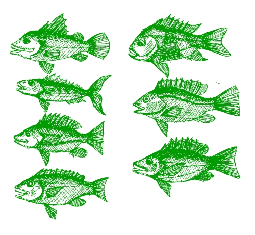 fish in  Illustration