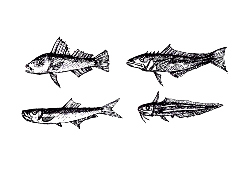 fish in  Illustration