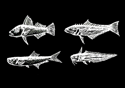 fish in  Illustration