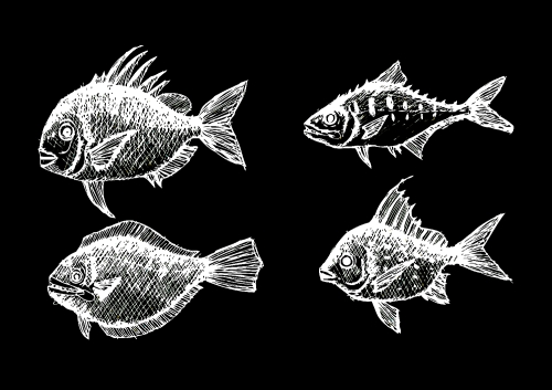 fish in  Illustration