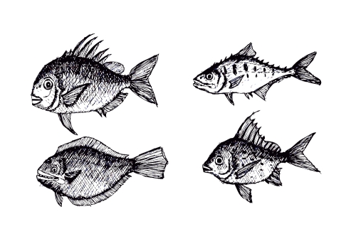 fish in  Illustration