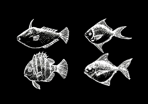 fish in  Illustration