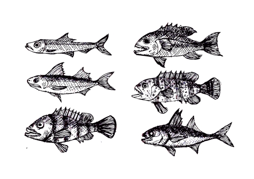 fish in  Illustration