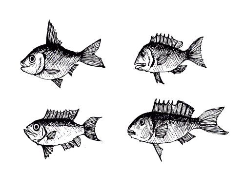 fish in  Illustration