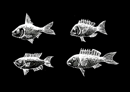 fish in  Illustration