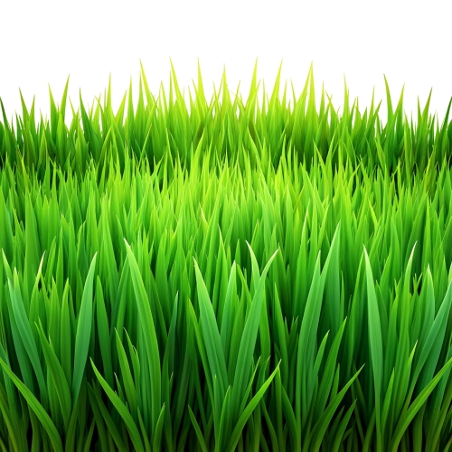 Green grass texture background abstract wallpaper design