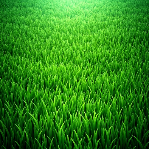 Green grass texture background abstract wallpaper design