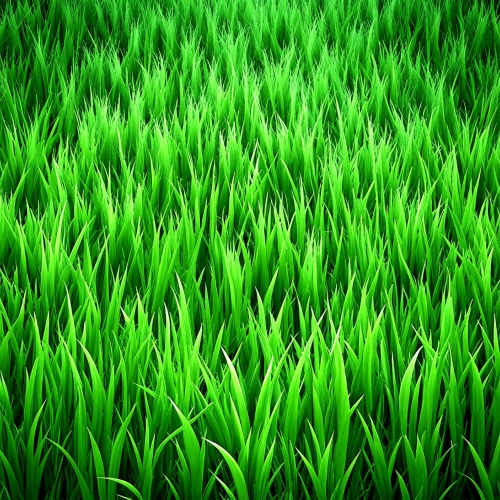 Green grass texture background abstract wallpaper design