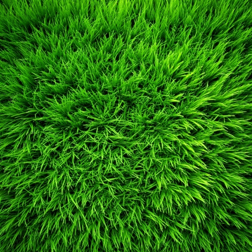 Green grass texture background abstract wallpaper design