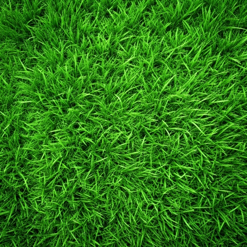 Green grass texture background abstract wallpaper design