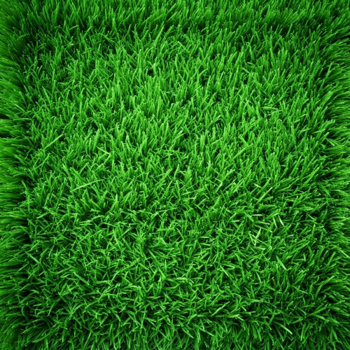 Green grass texture background abstract wallpaper design