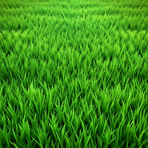 Green grass texture background abstract wallpaper design