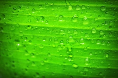 Green leaf banana