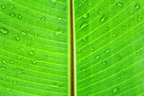 Green leaf banana
