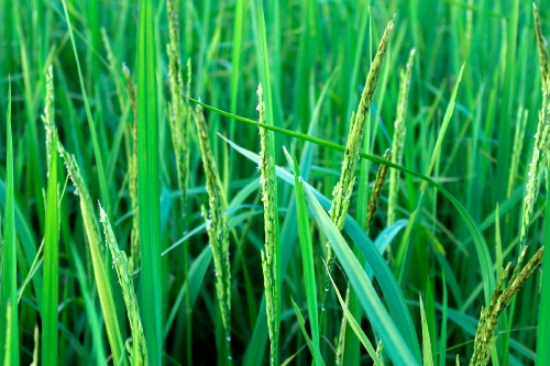 green rice farm