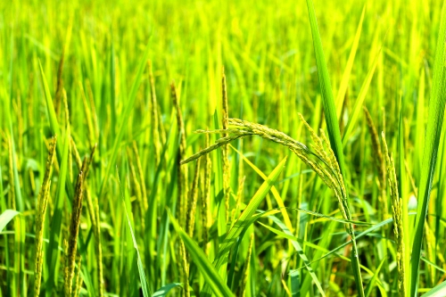 green rice farm