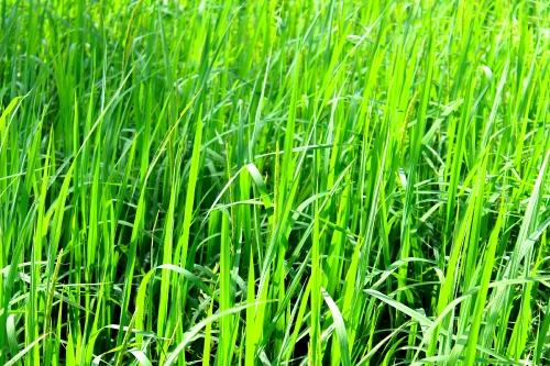 green rice farm