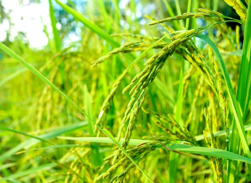 green rice farm