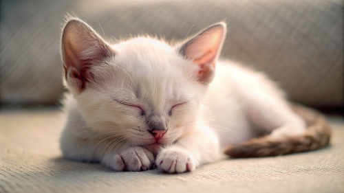 Khao Manee cat cute kitten sleeping 26feb2024 (12)