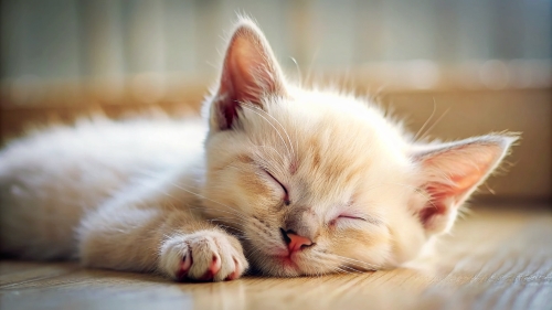 Khao Manee cat cute kitten sleeping 26feb2024 (2)