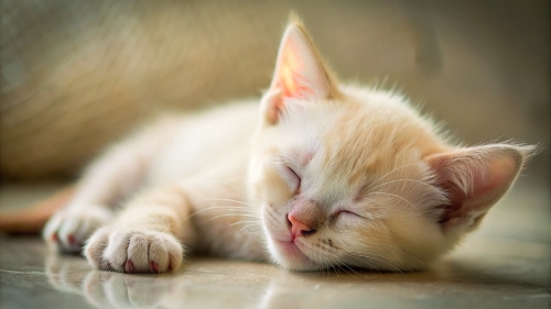 Khao Manee cat cute kitten sleeping 26feb2024 (3)