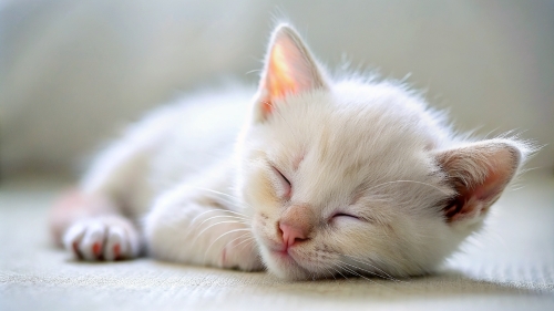 Khao Manee cat cute kitten sleeping 26feb2024 (8)