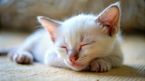 Khao Manee cat cute kitten sleeping 26feb2024 (9)