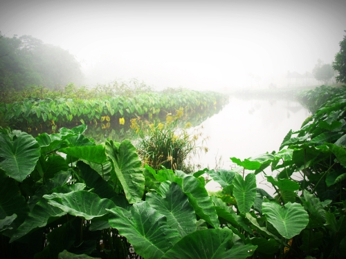 Khaoyai national park ,nakhonratchasrima ,thailand