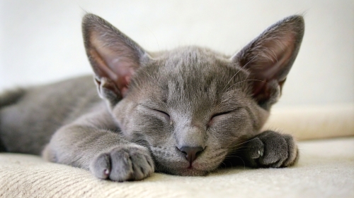 Korat Cat cute kitten sleeping 26feb24 (12)