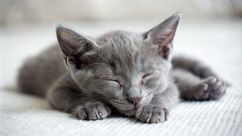 Korat Cat cute kitten sleeping 26feb24 (5)