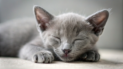 Korat Cat cute kitten sleeping 26feb24 (9)