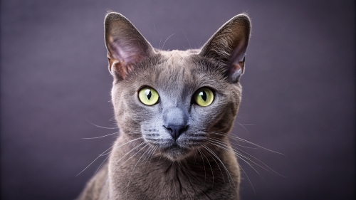 Korat Cat or Roan Cat 24feb2024 (10)