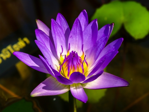 Lotus Flower 