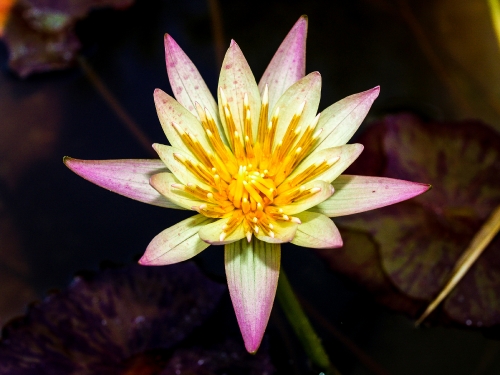 Lotus Flower 