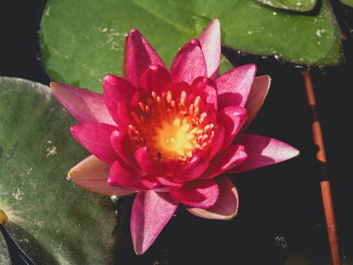 Lotus Flower 