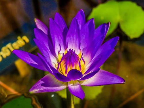 Lotus flower