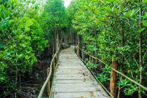 Mangrove Forest, Trat , Thailand 