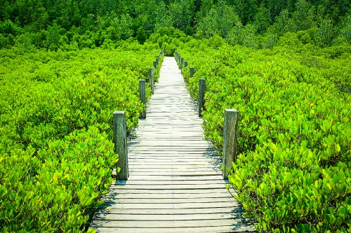 Mangrove trees in  thailand