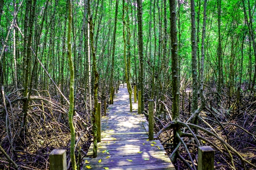 Mangrove trees in  thailand