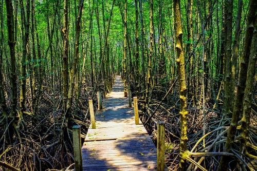 Mangrove trees in  thailand