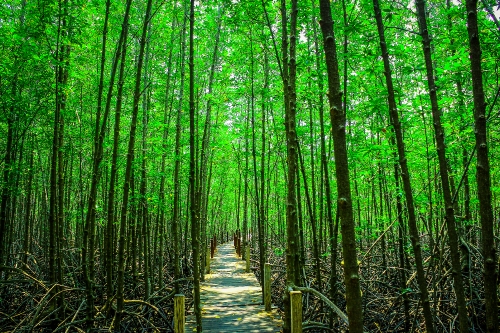 Mangrove trees in  thailand