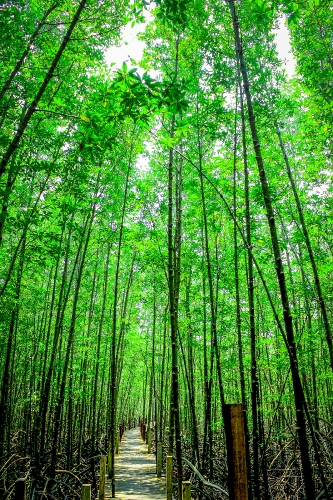 Mangrove trees in  thailand