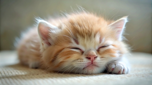 Munchkin Cat cute kitten sleeping 27feb24 (12)
